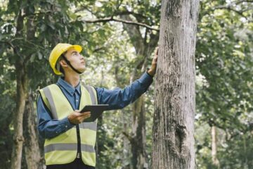 tree removal cost