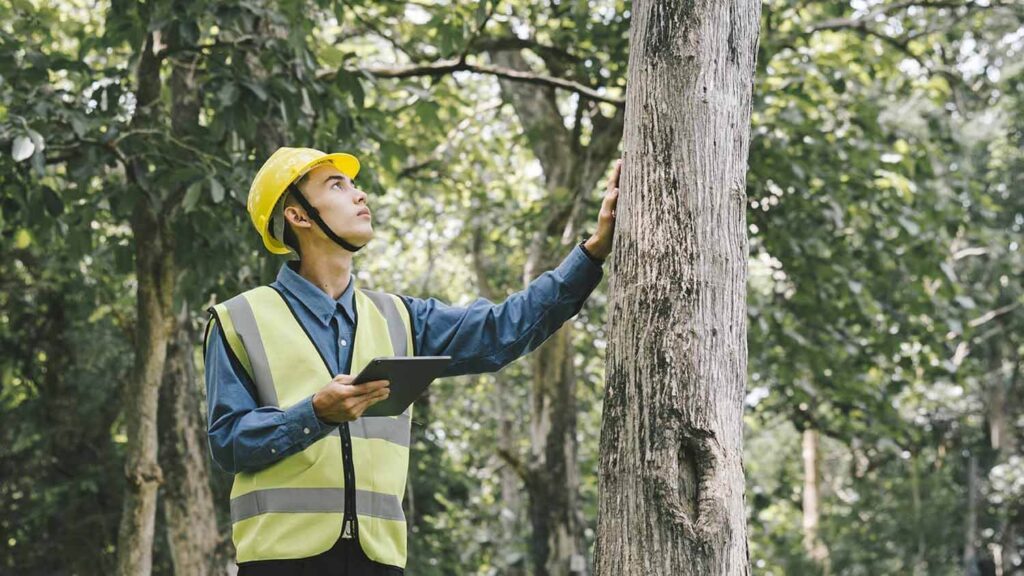 How Much Does Tree Removal Cost in Sydney?