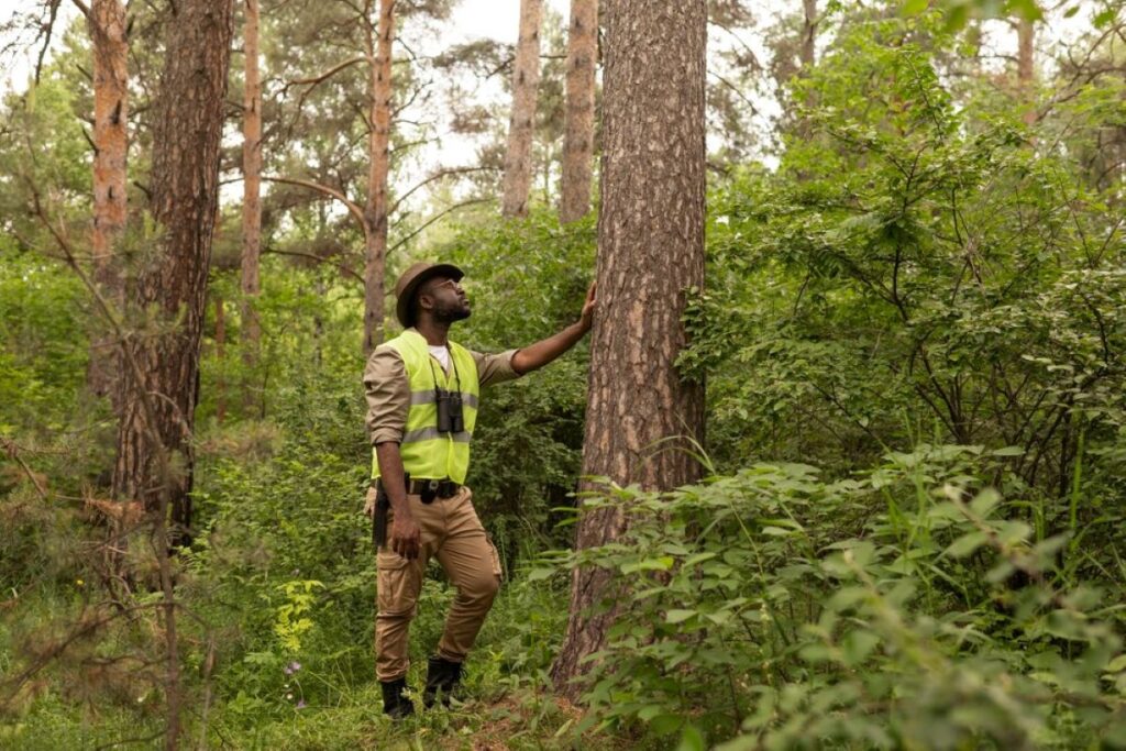 tree removal cost