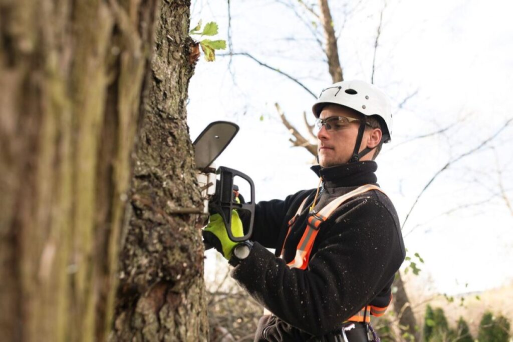 tree removal cost