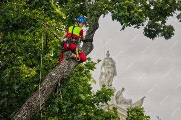 arborist report sydney