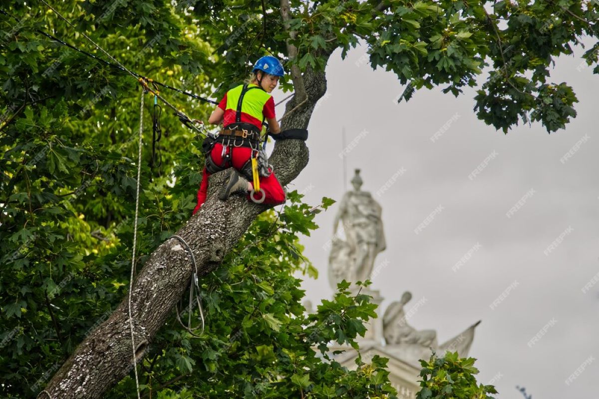 Understanding Arborist Reports in Sydney: What You Need to Know